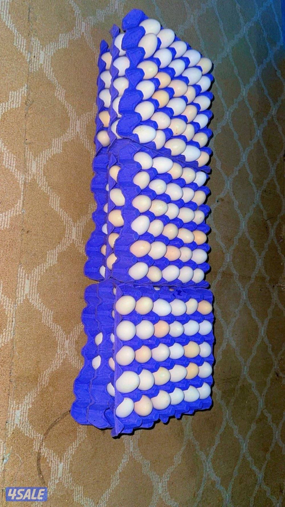للبيع دجاج وبيض باذن الله ملقح9