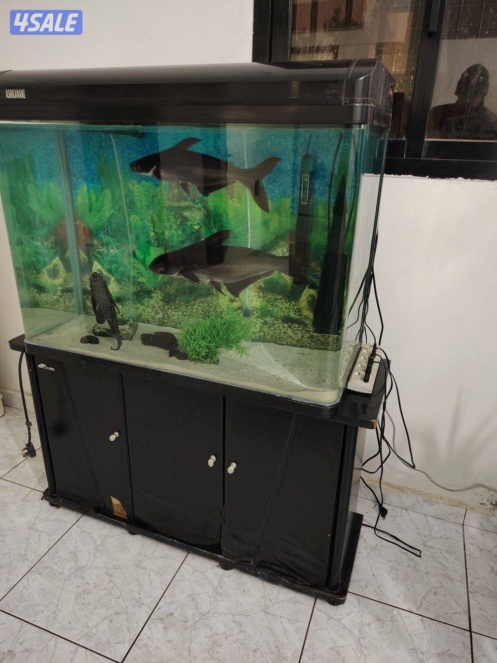 حوض سمك مع سمك وفلتر دولفين وسخان0