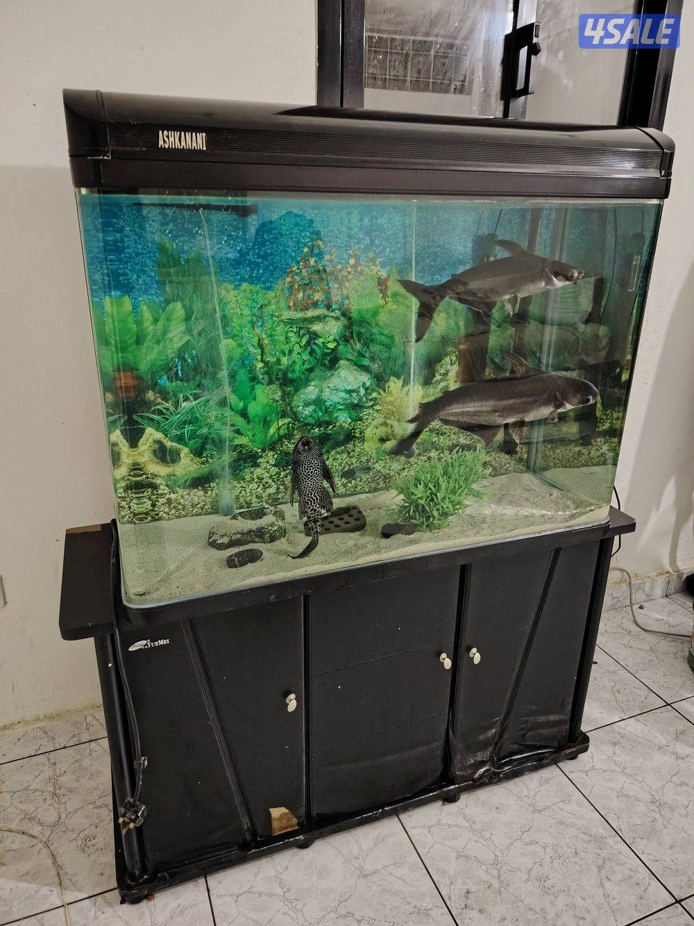 حوض سمك مع سمك وفلتر دولفين وسخان1