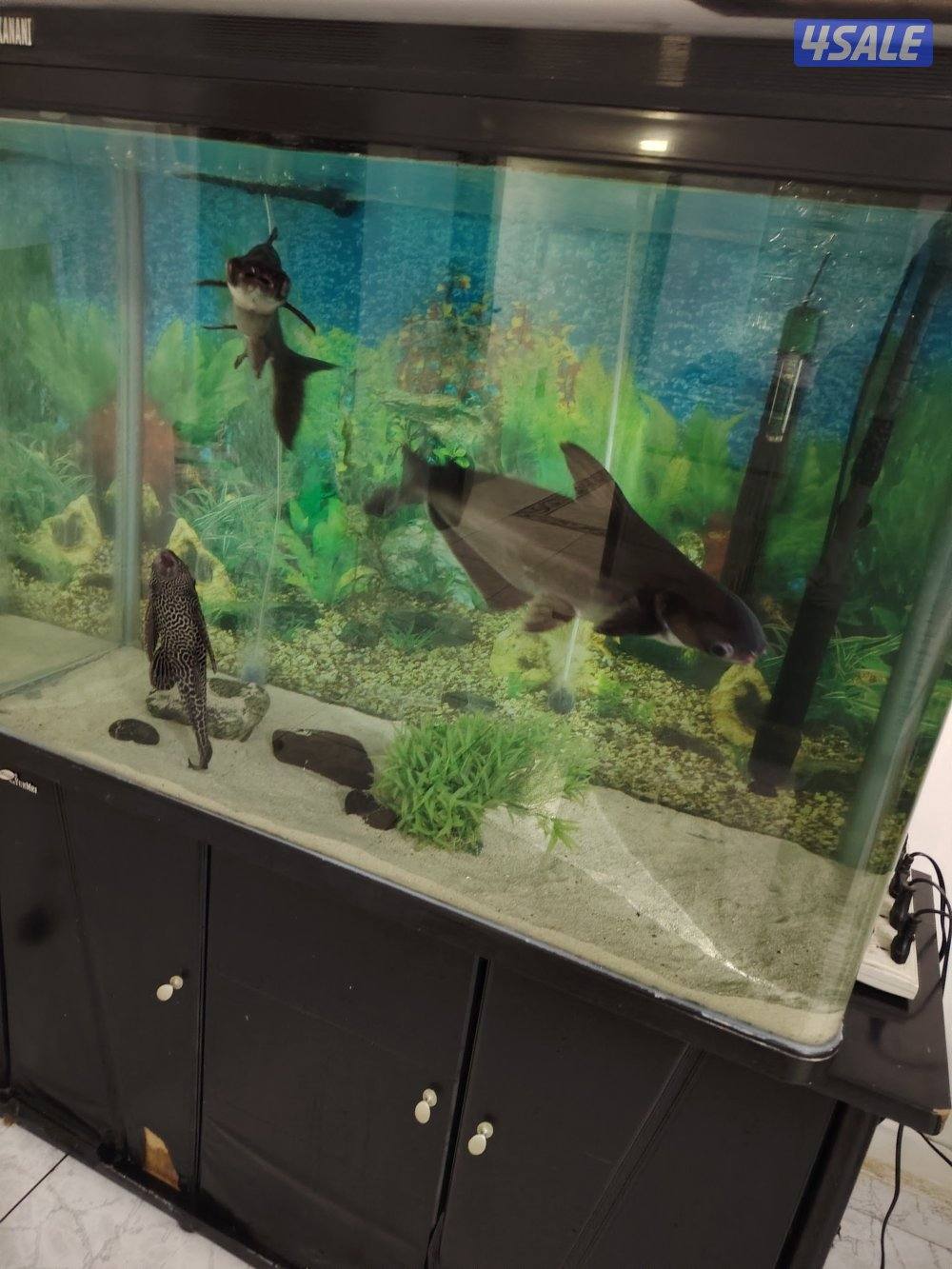 حوض سمك مع سمك وفلتر دولفين وسخان2