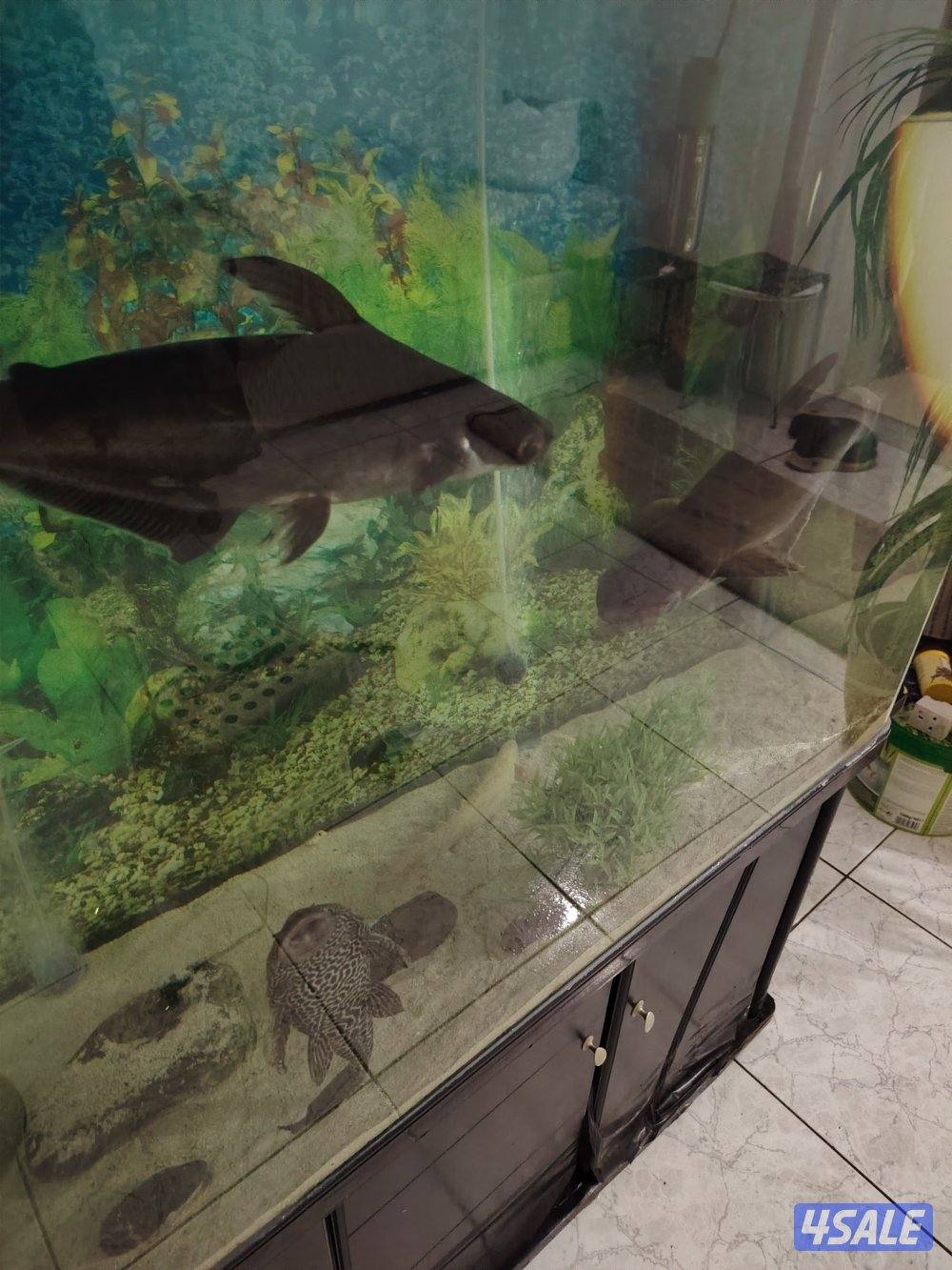 حوض سمك مع سمك وفلتر دولفين وسخان3