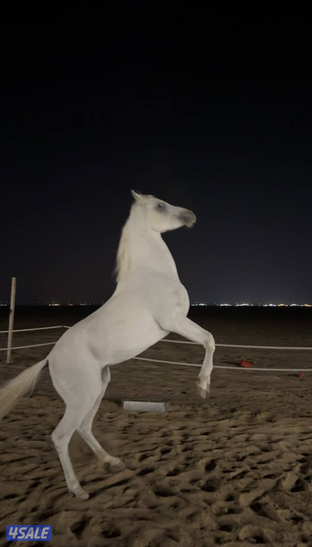 للبيع حصان مصري بلدي مواليد20220