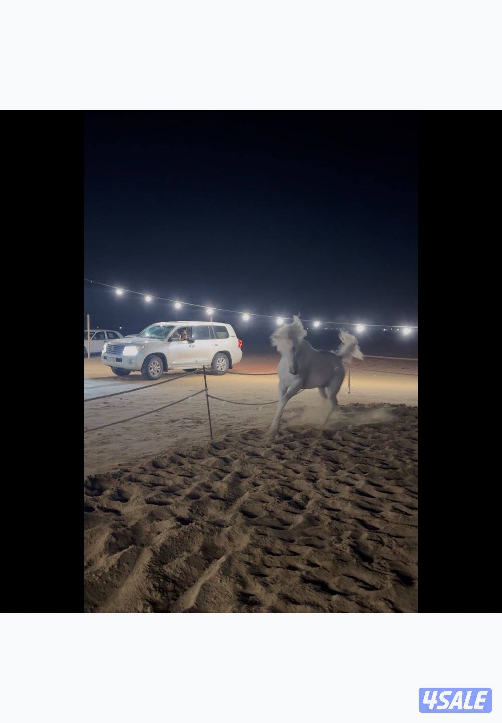 للبيع حصان مصري بلدي مواليد20222