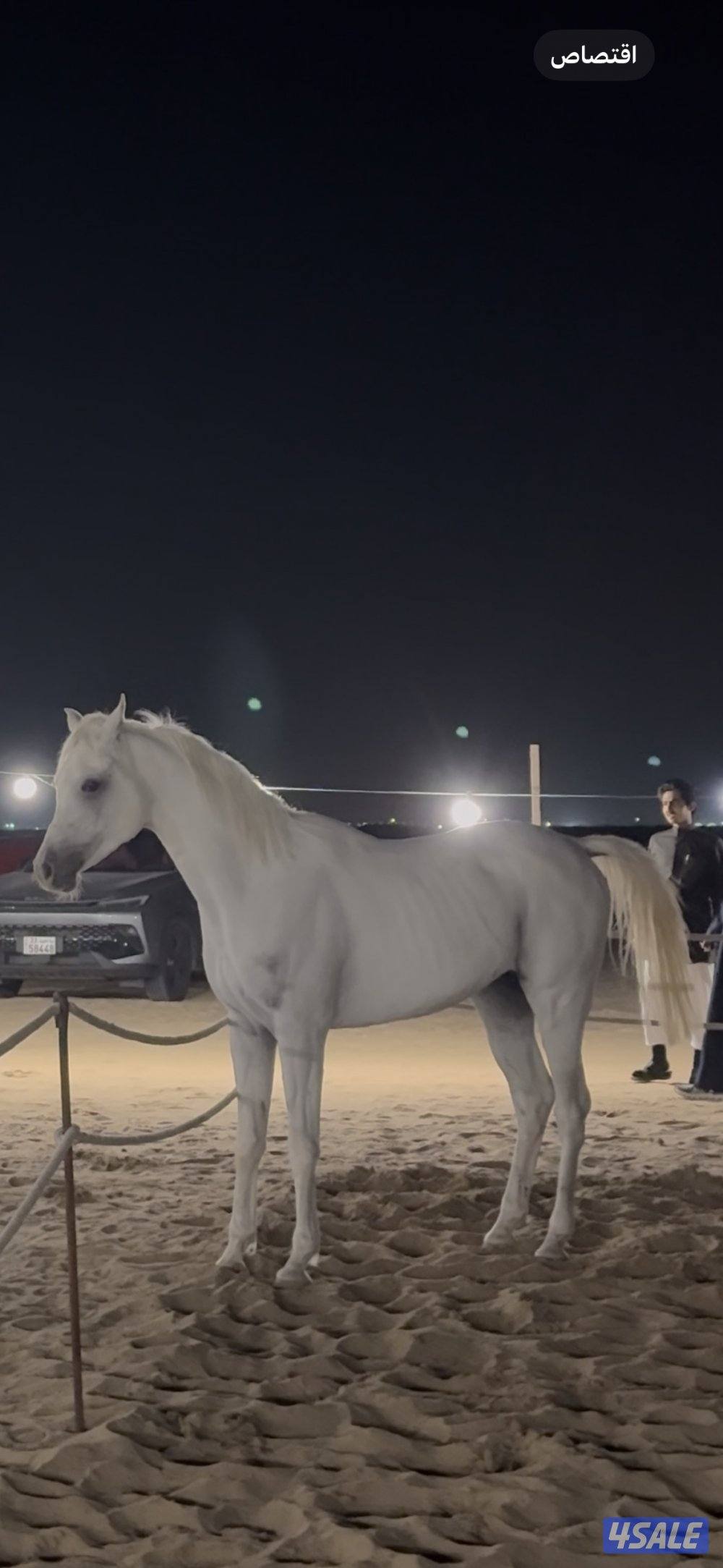 للبيع حصان مصري بلدي مواليد20223