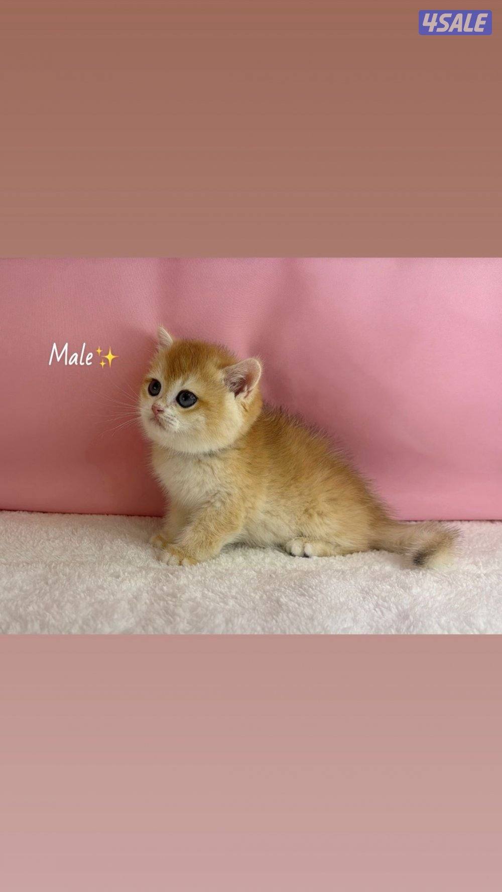 للبيع ذكر كيتن بريتش قولد مسجل wcf1