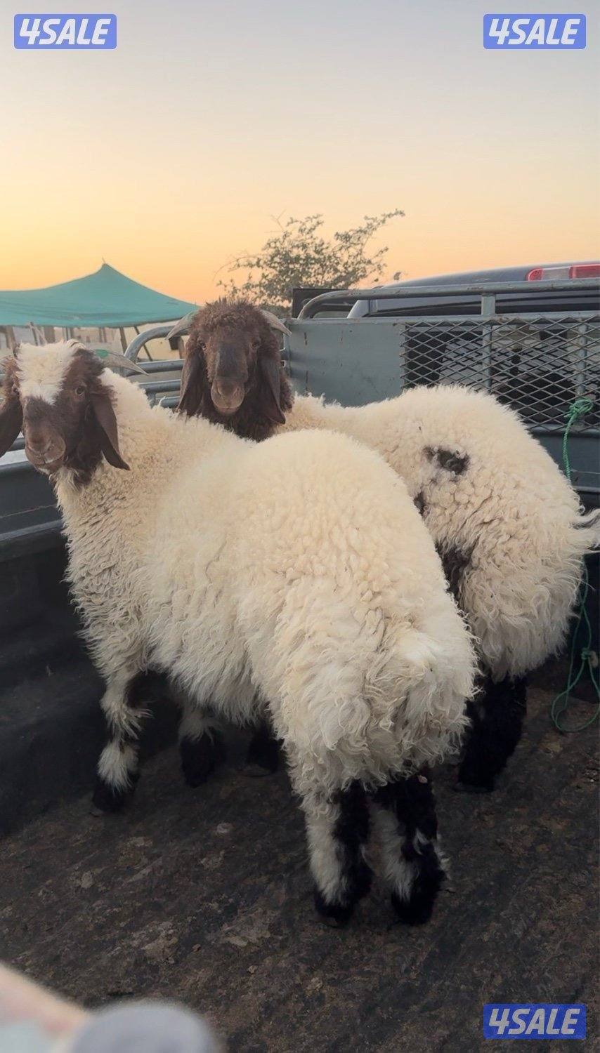 "للبيع ذبايح الخير" خرفان نعيمي خرفان شفالي ذبيحتك لباب بيتك🐏🐏🐏3