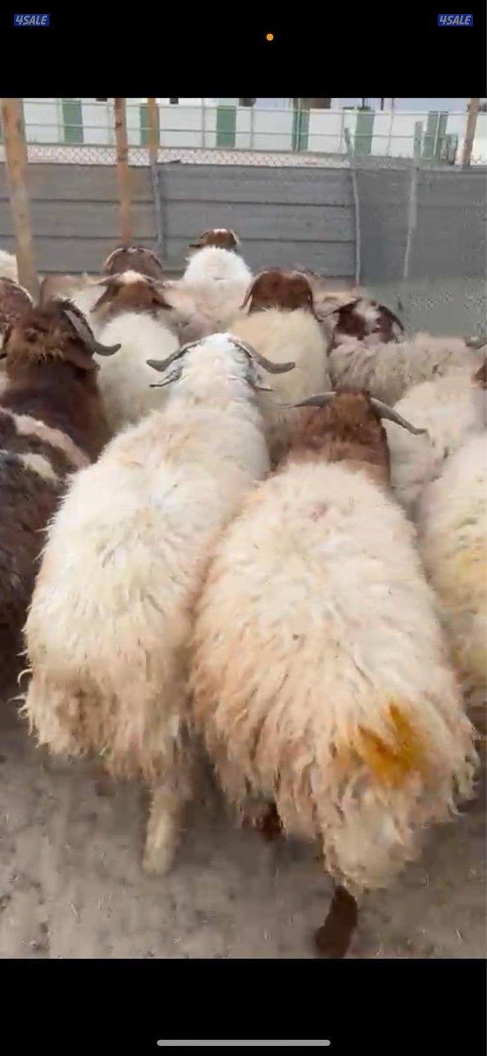"للبيع ذبايح الخير" خرفان نعيمي خرفان شفالي ذبيحتك لباب بيتك🐏🐏🐏4