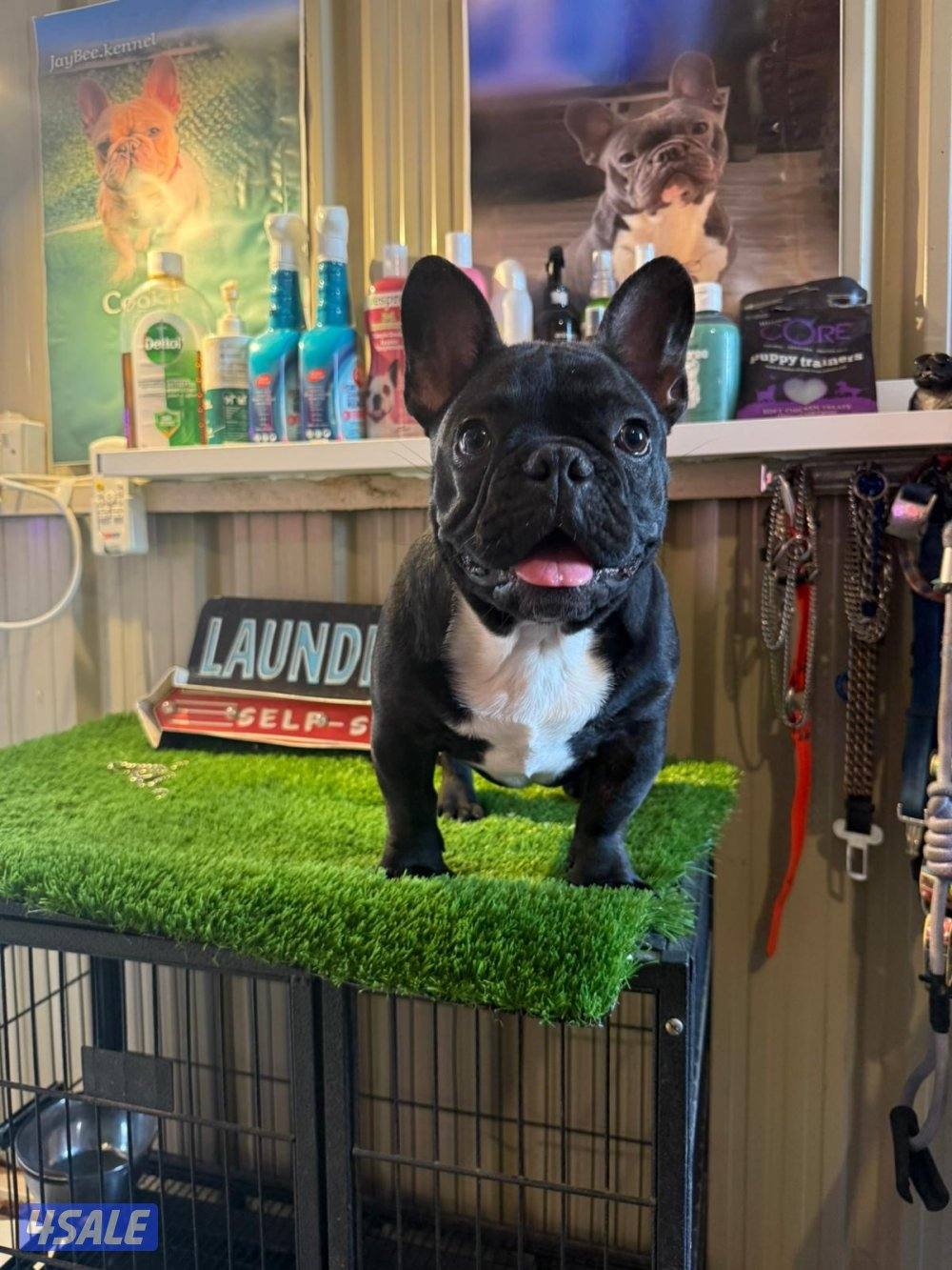 فرنش بولدوق ذكر العمر 6 شهور مطعم  مع اوراقه   كامله 🔴وتساب فقط0