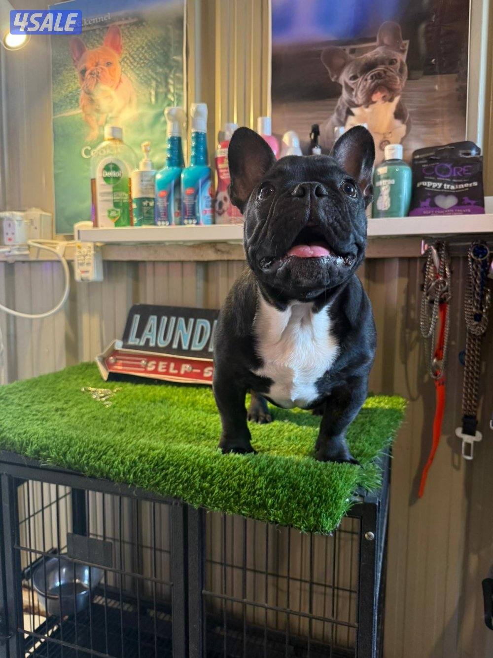 فرنش بولدوق ذكر العمر 6 شهور مطعم  مع اوراقه   كامله 🔴وتساب فقط1