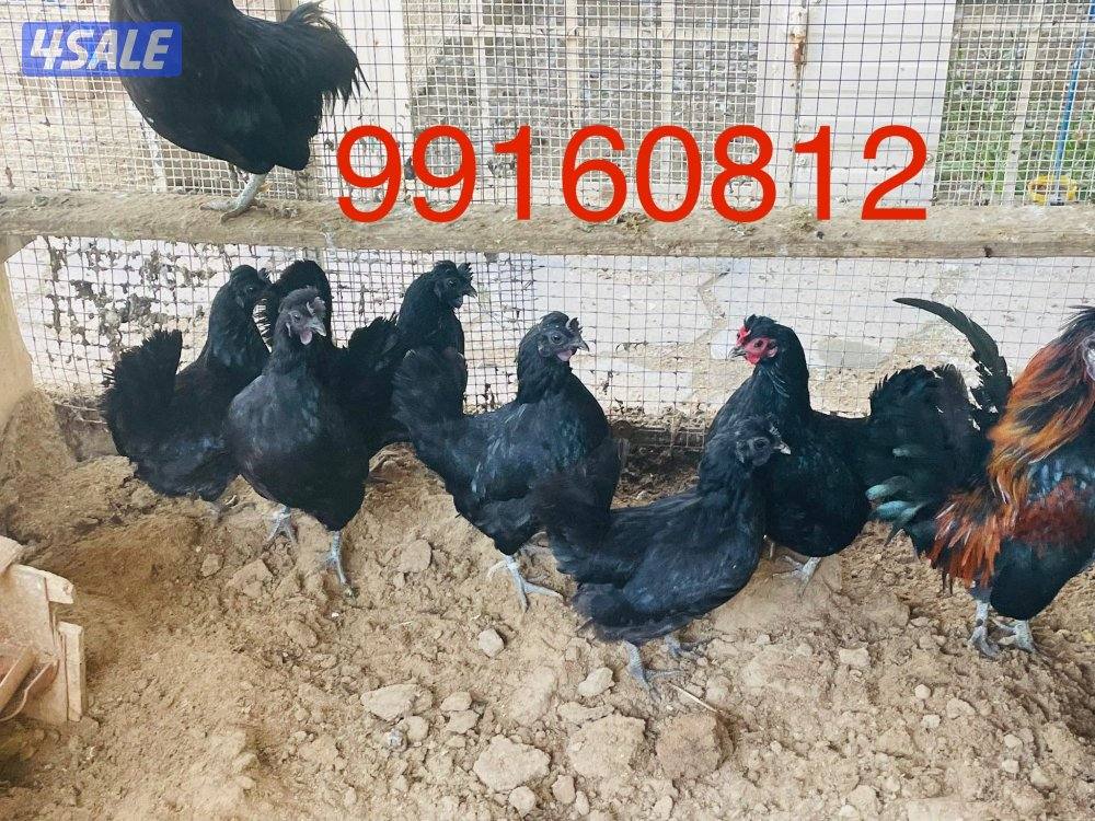 للبيع دجاج سود عقارب فراق ورده وفيهم نحر0