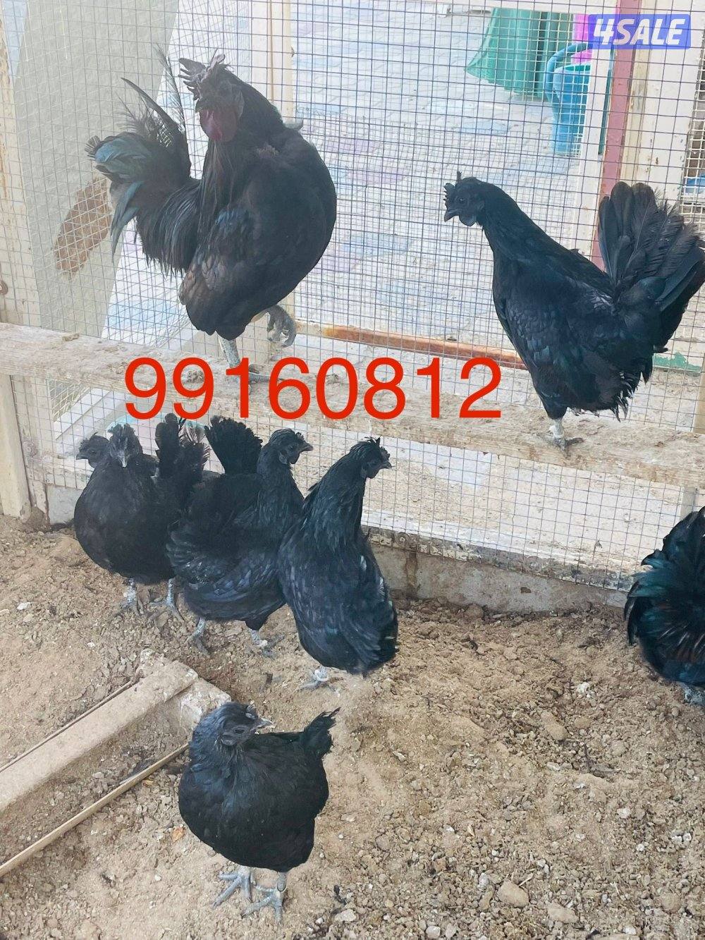 للبيع دجاج سود عقارب فراق ورده وفيهم نحر1