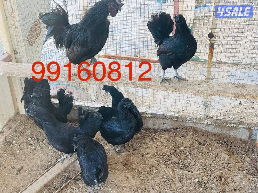 للبيع دجاج سود عقارب فراق ورده وفيهم نحر2