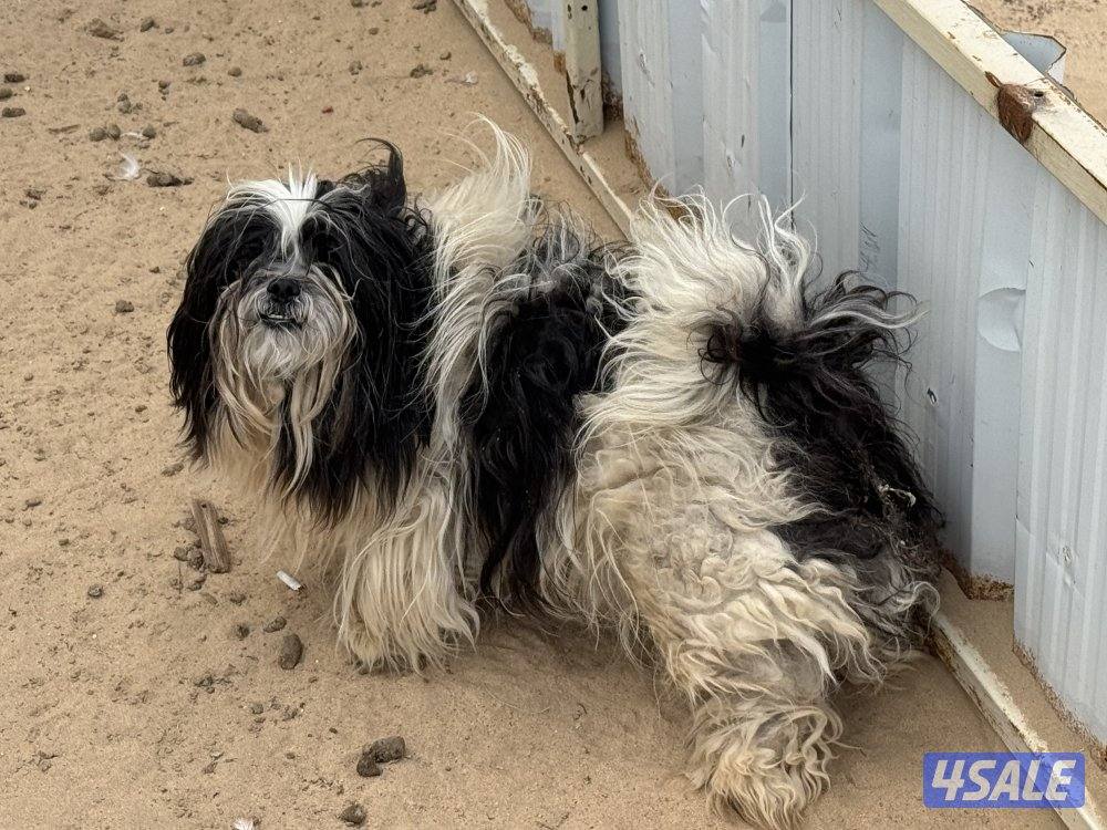 خلف شبك الاذاعه4