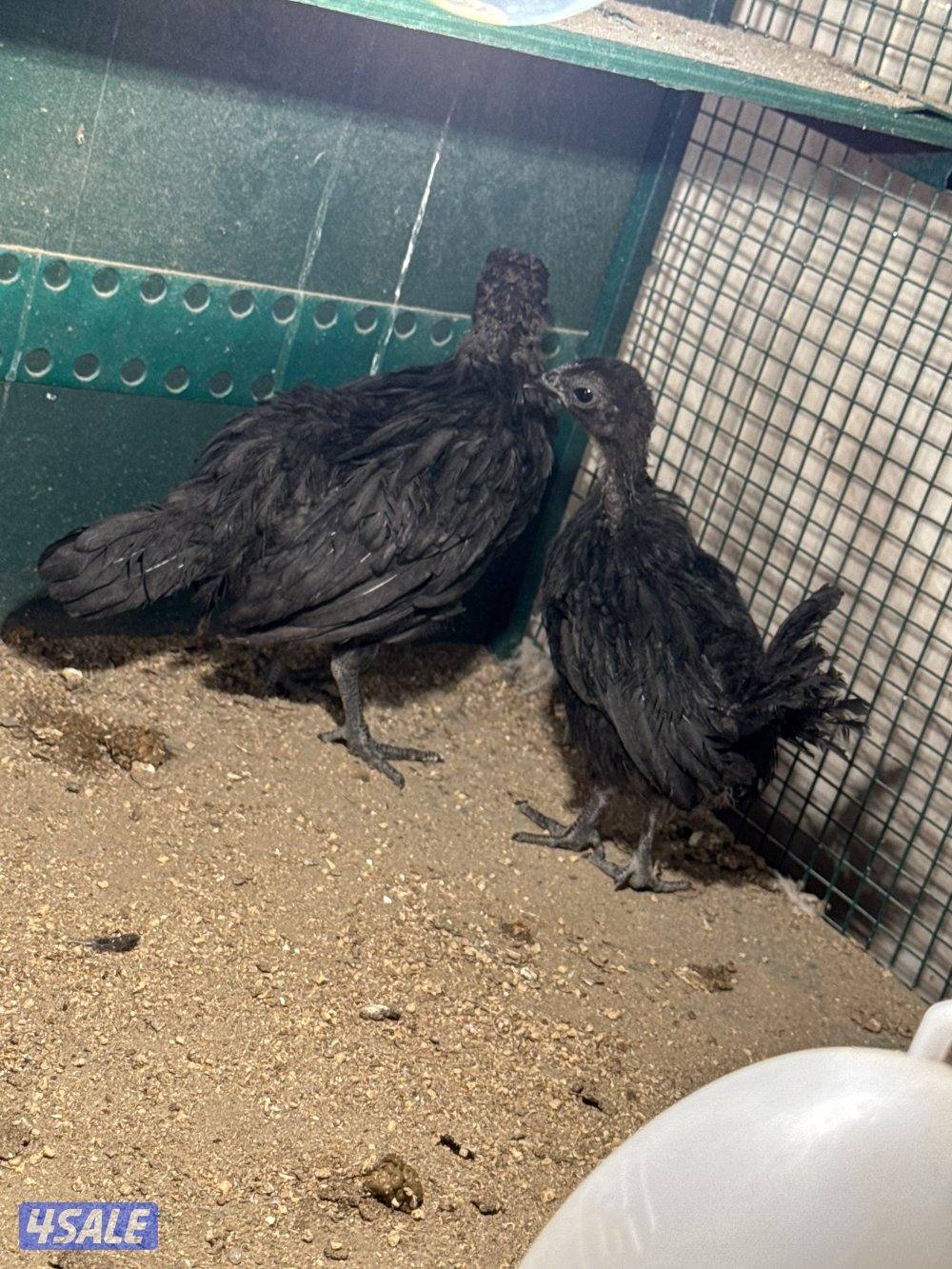 فروخ ايام سيماني و عربي0