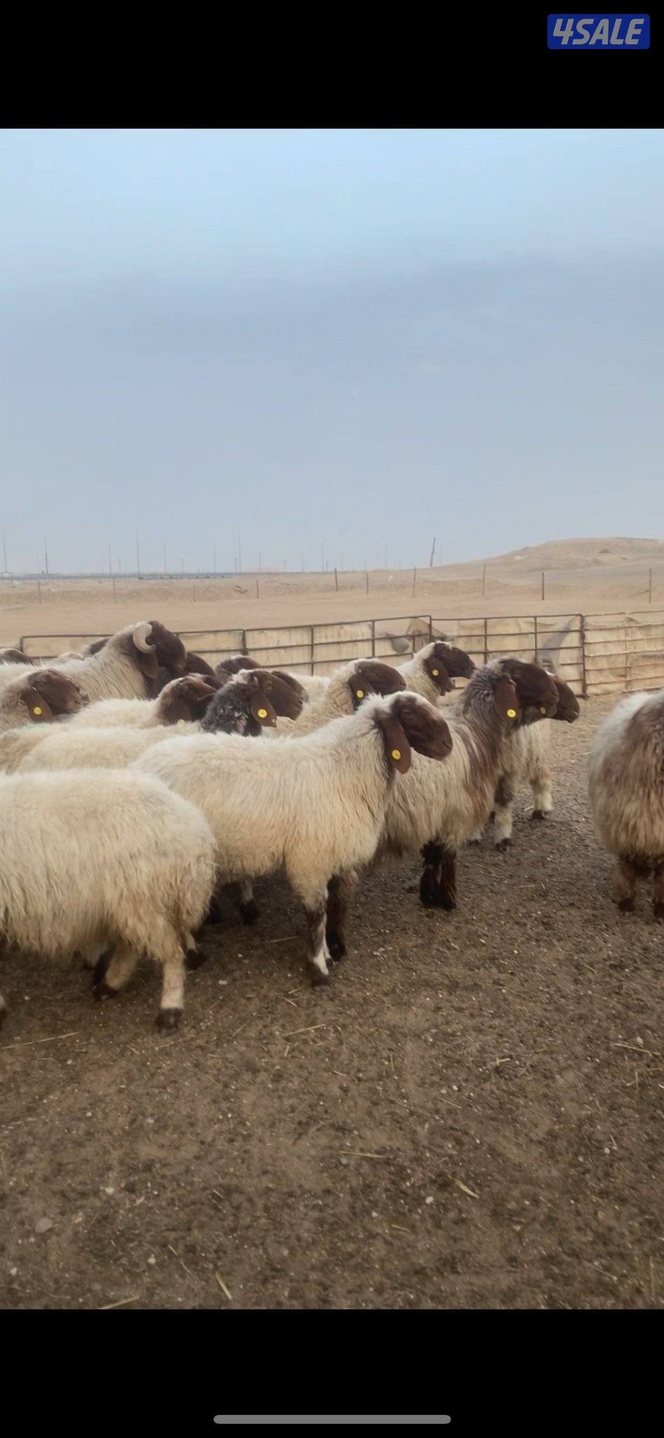 للبيع غنم0
