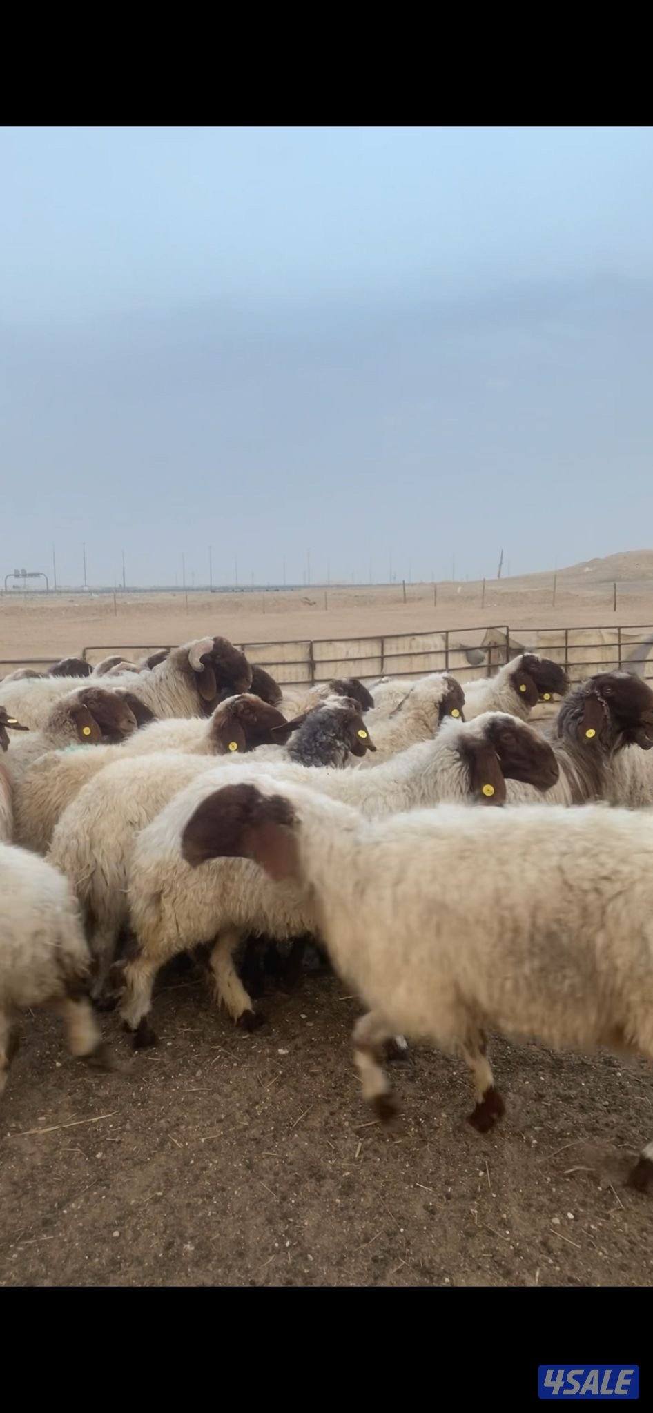 للبيع غنم1