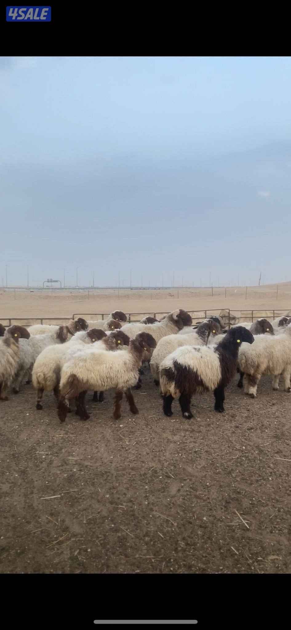 للبيع غنم2