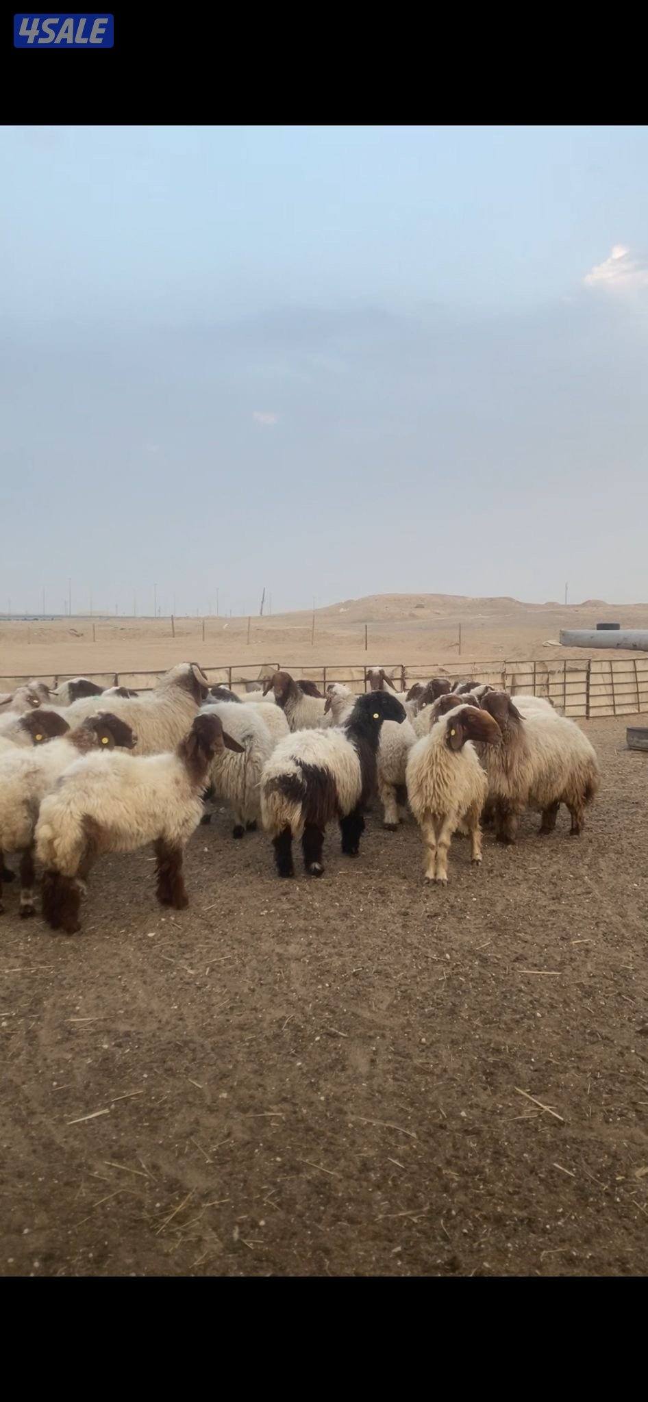 للبيع غنم3