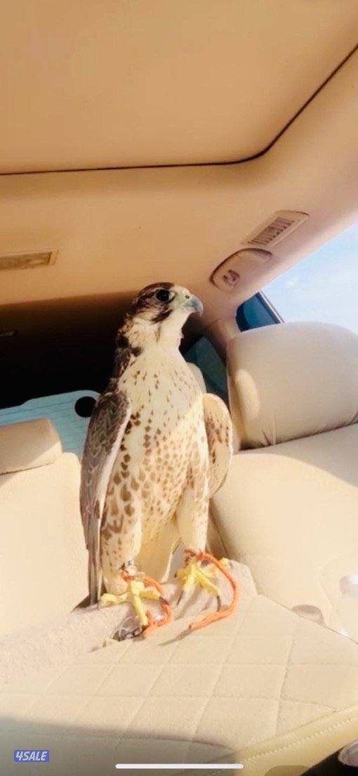 حر قرناس سادس شرط الحبارى والكروان وراكد على التكيه وطلاع0