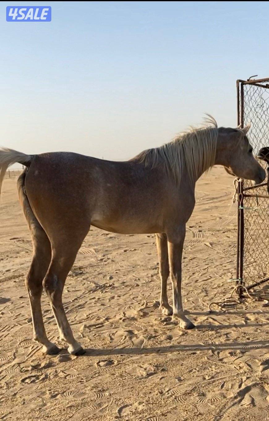 مهـره مصـريه فاخـره🔥0