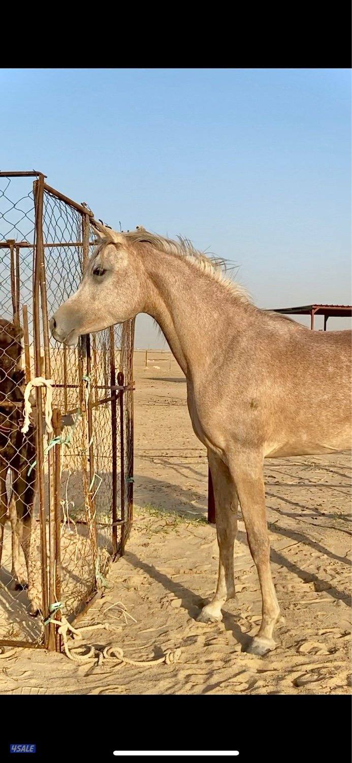 مهـره مصـريه فاخـره🔥1