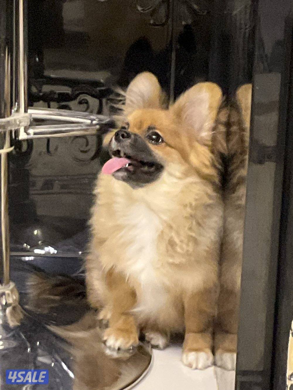 Female Pomchi puppy born Aug 12 2025 vaccinated very small1