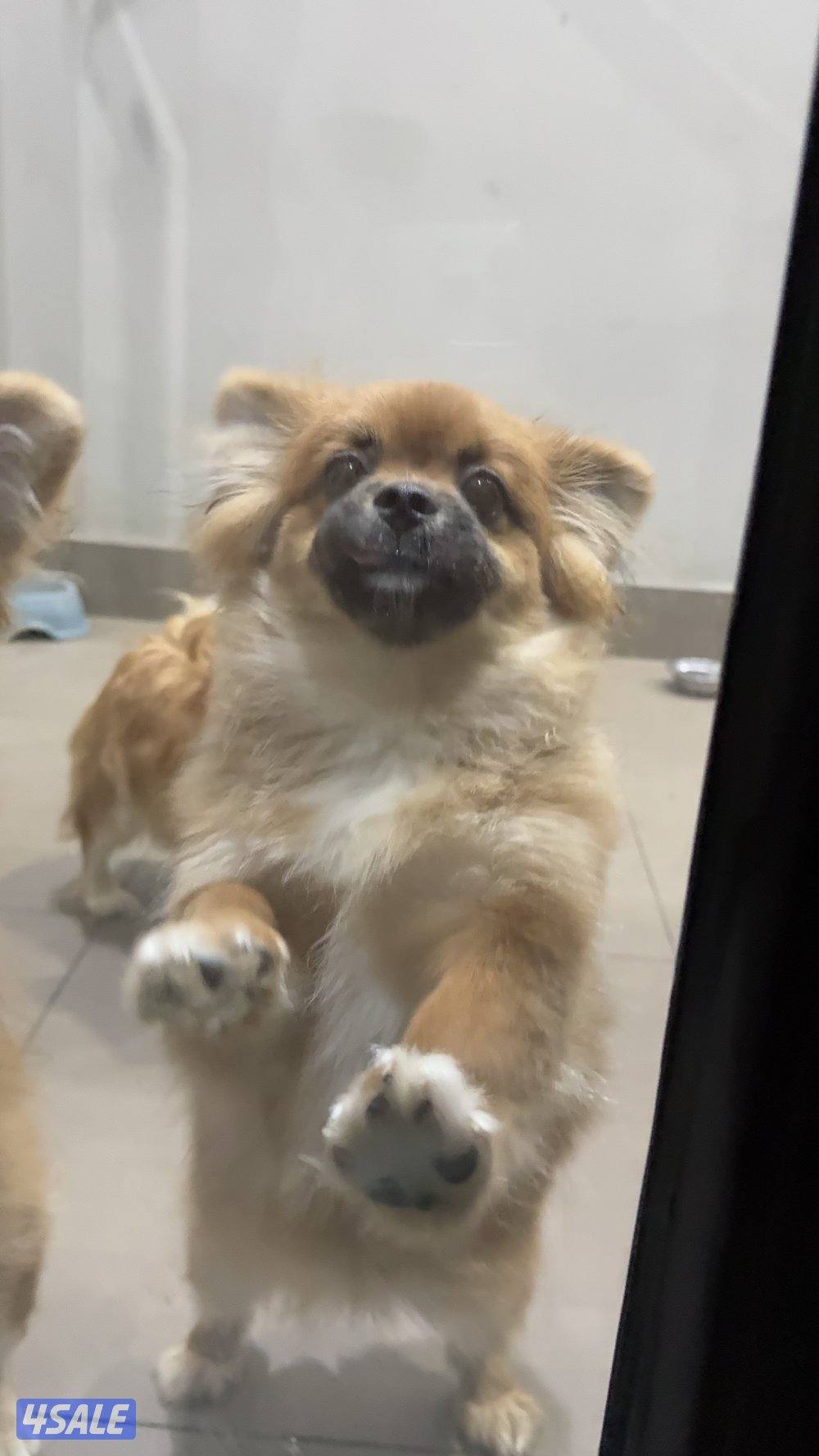 Female Pomchi puppy born Aug 12 2025 vaccinated very small3