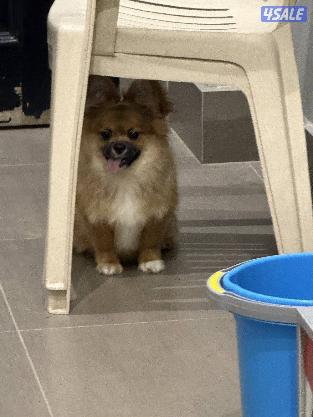 Female Pomchi puppy born Aug 12 2025 vaccinated very small4