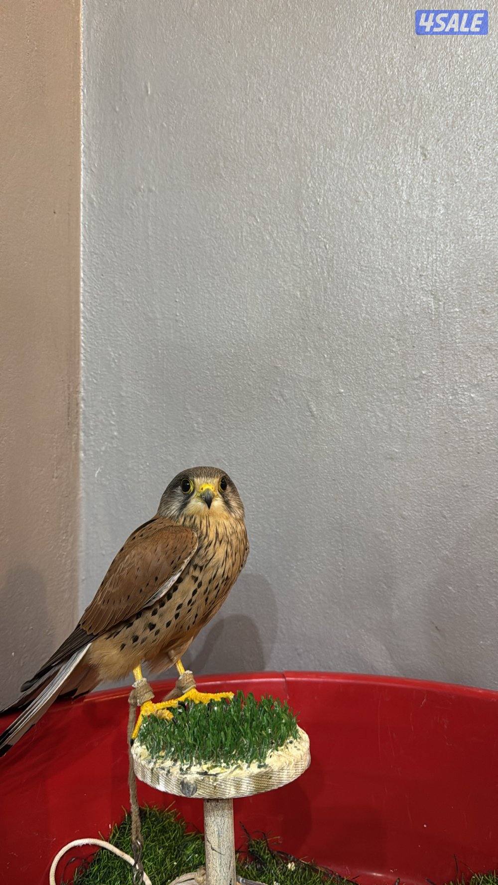 حميميجً معا اغراضه0