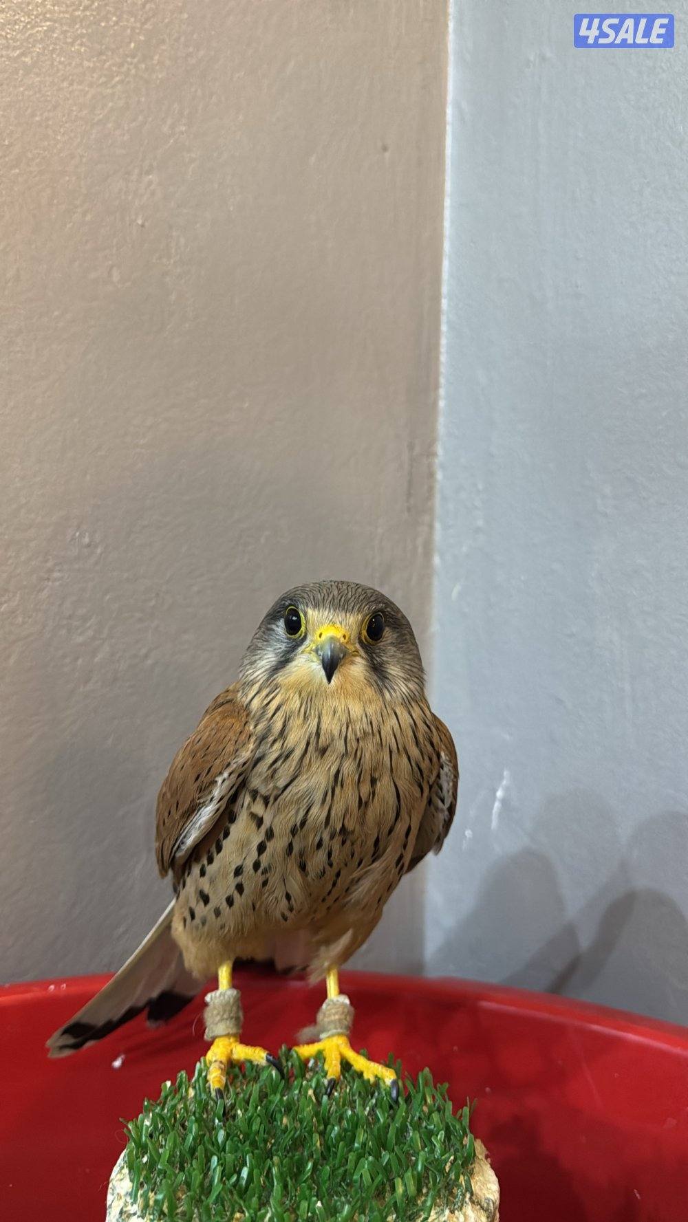 حميميجً معا اغراضه1