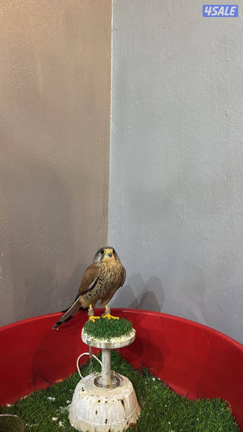 حميميجً معا اغراضه2