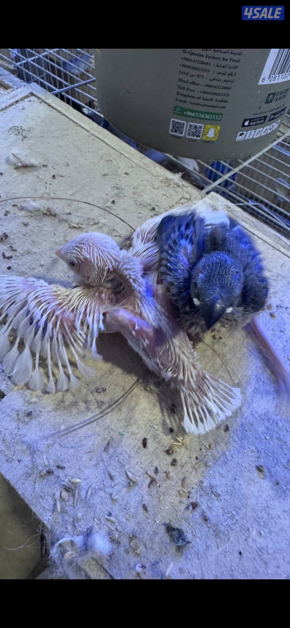 فروخ جايوا جانبو (مو العادي )1