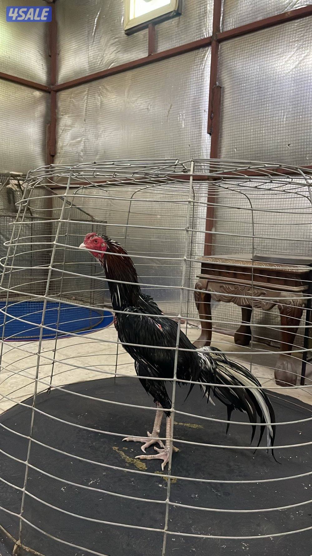 دجاج تايلندي0