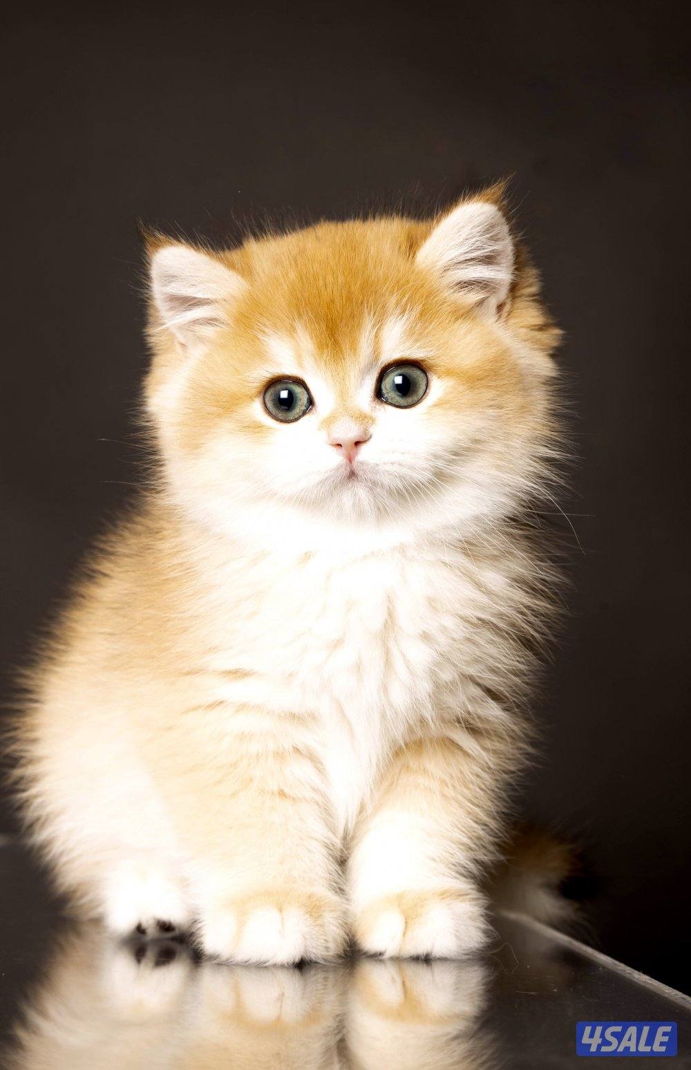 British short hair ny 120