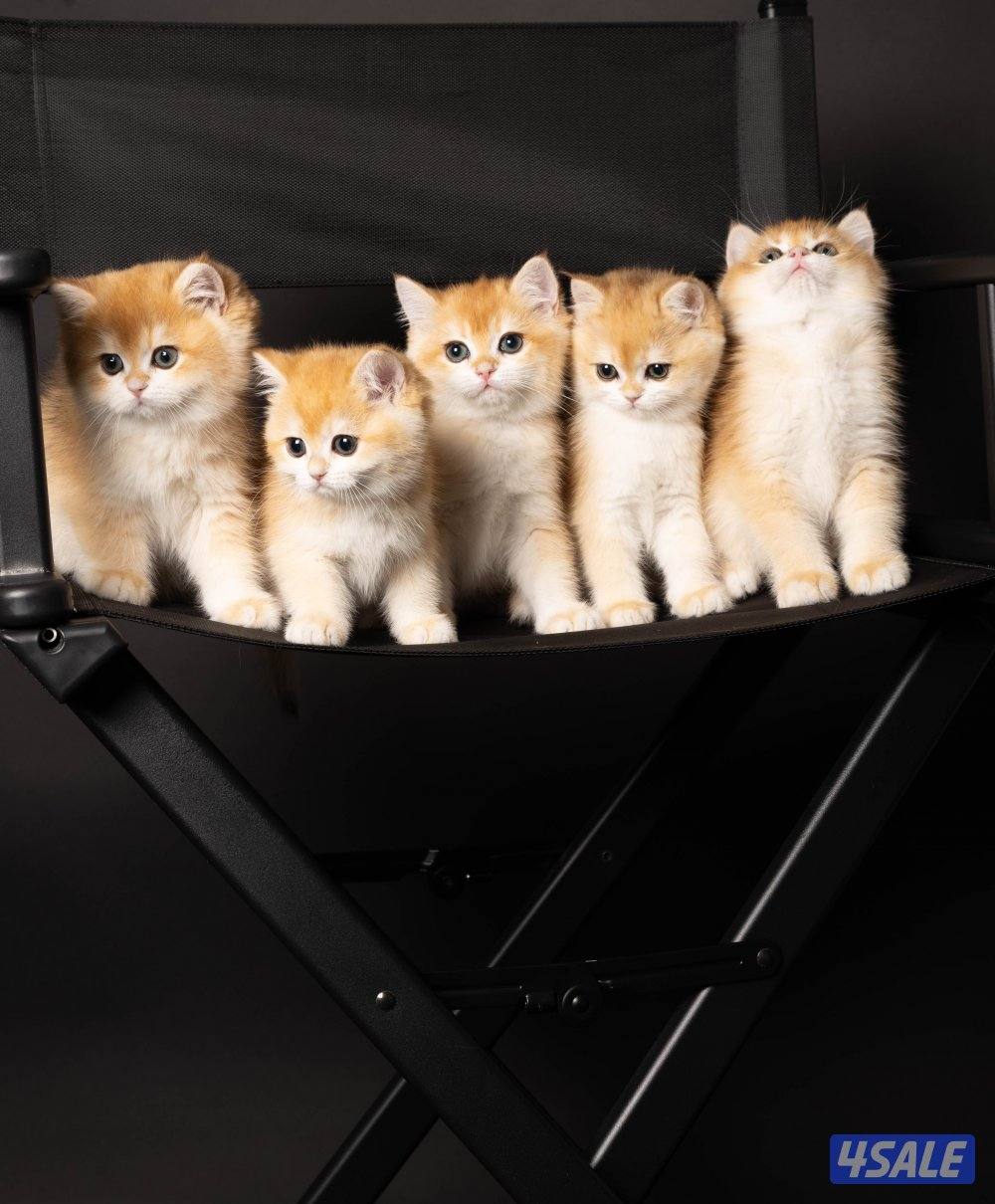 British short hair ny 121