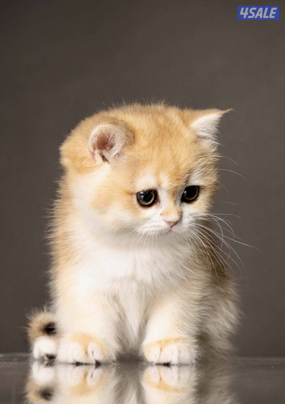 British short hair ny 122