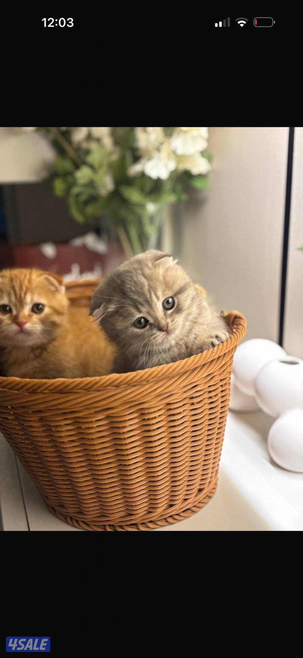 سكوتش فولد فاخر0