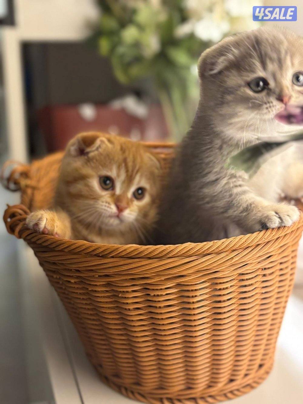 سكوتش فولد فاخر1