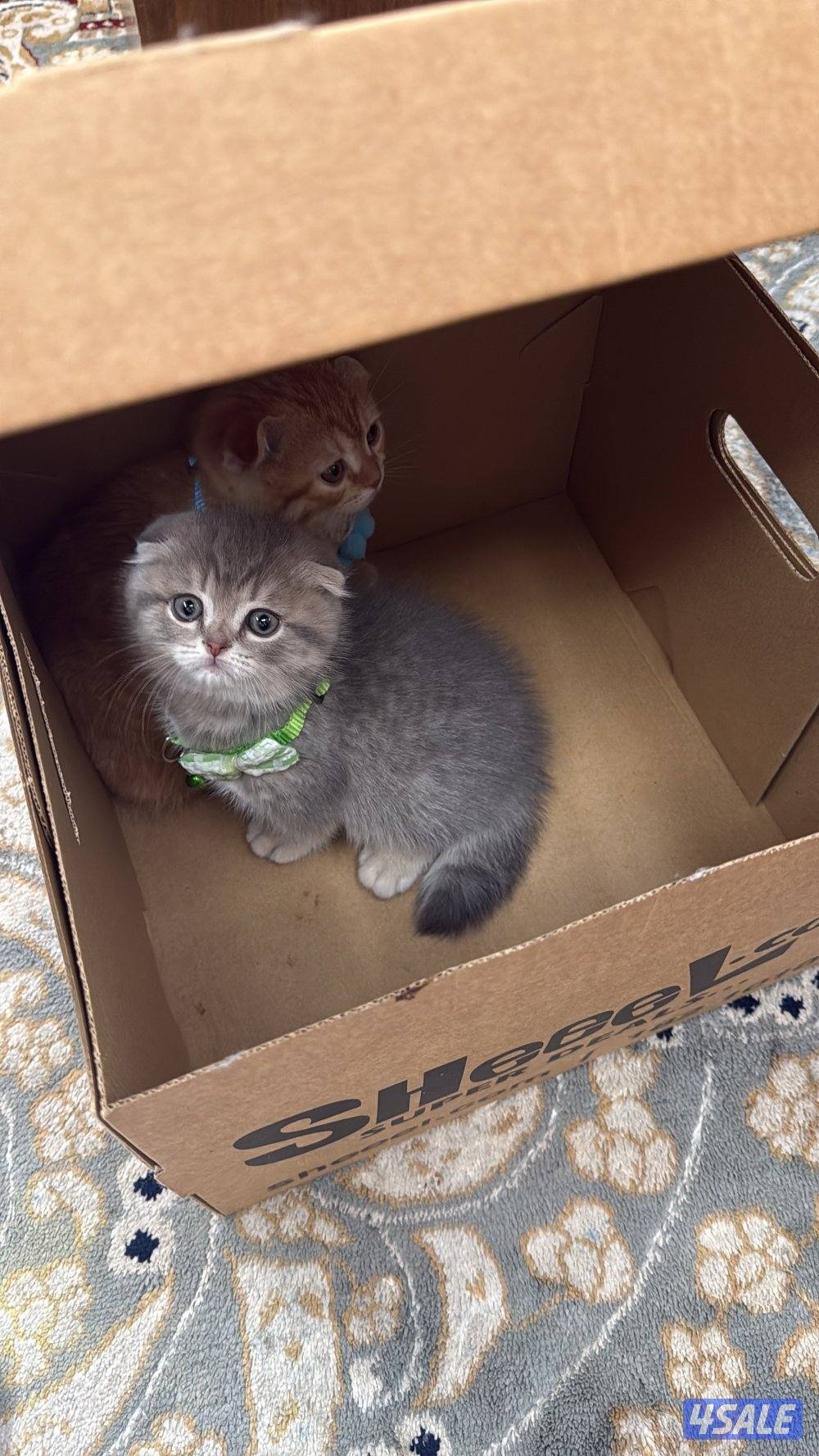 سكوتش فولد فاخر2