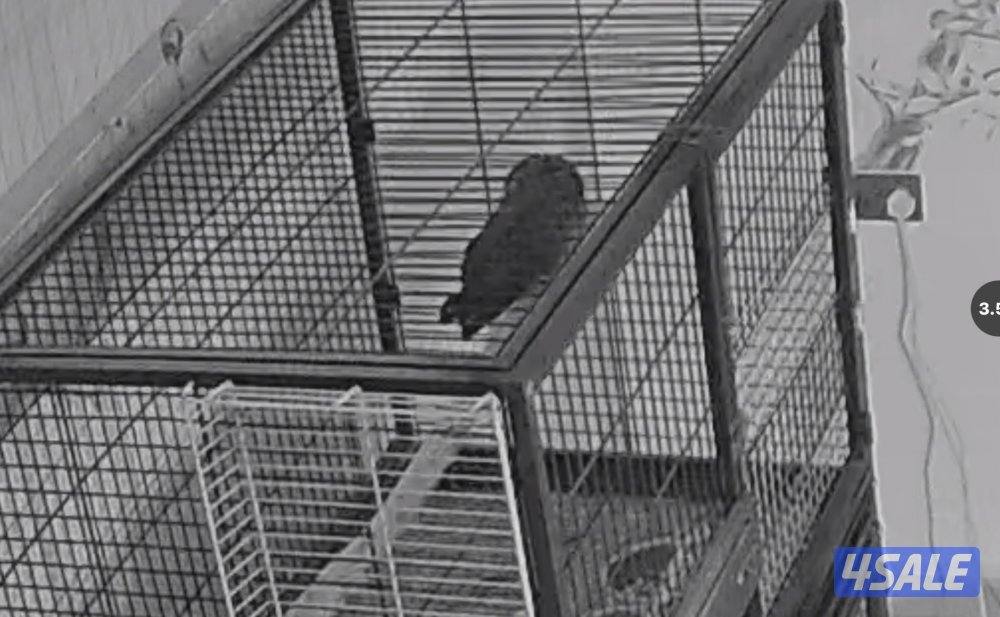 للبيع كاسكو وحشي للنتاج فقط0