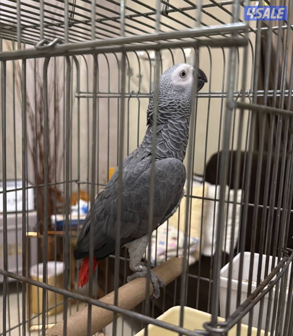 للبيع كاسكو وحشي للنتاج فقط1