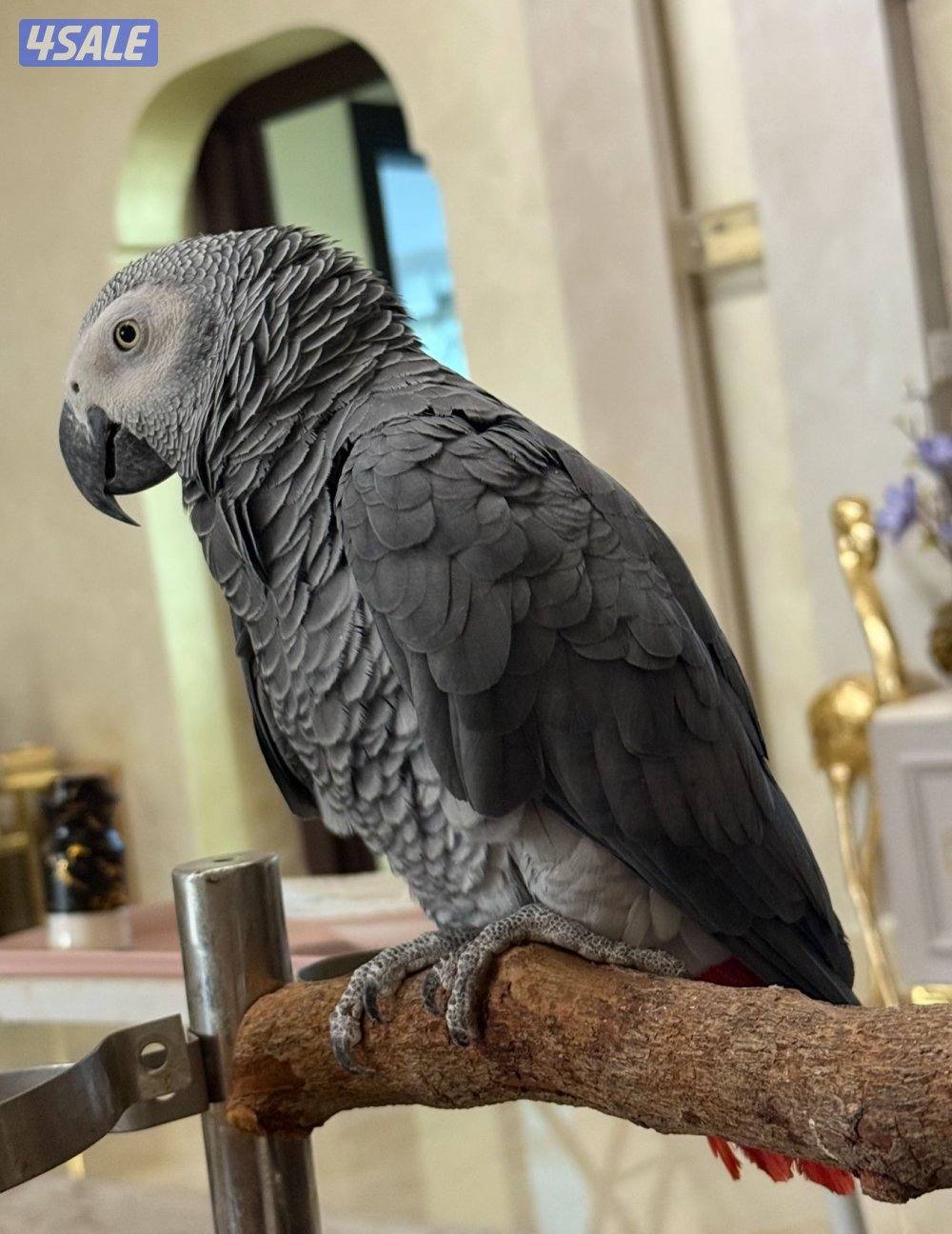 للبيع كاسكو وحشي للنتاج فقط2