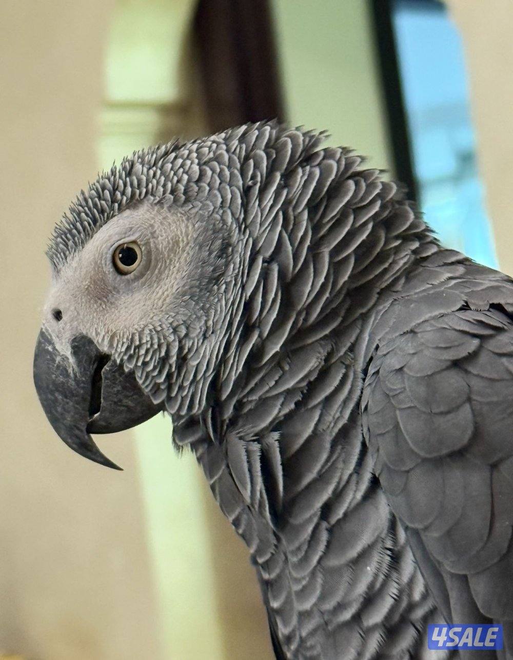 للبيع كاسكو وحشي للنتاج فقط3