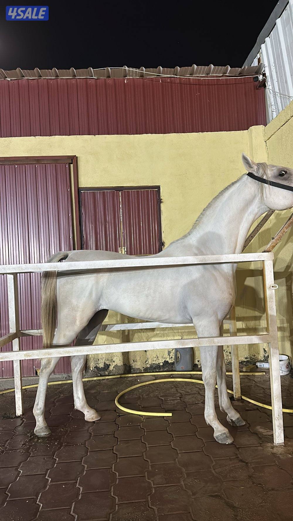 فلو مصري مواليد23 شرط السلم0