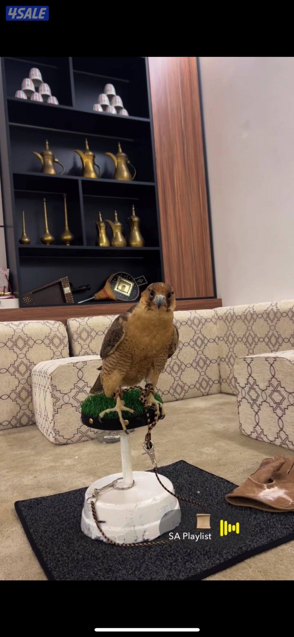 للبيع تبعه ايرانيه1