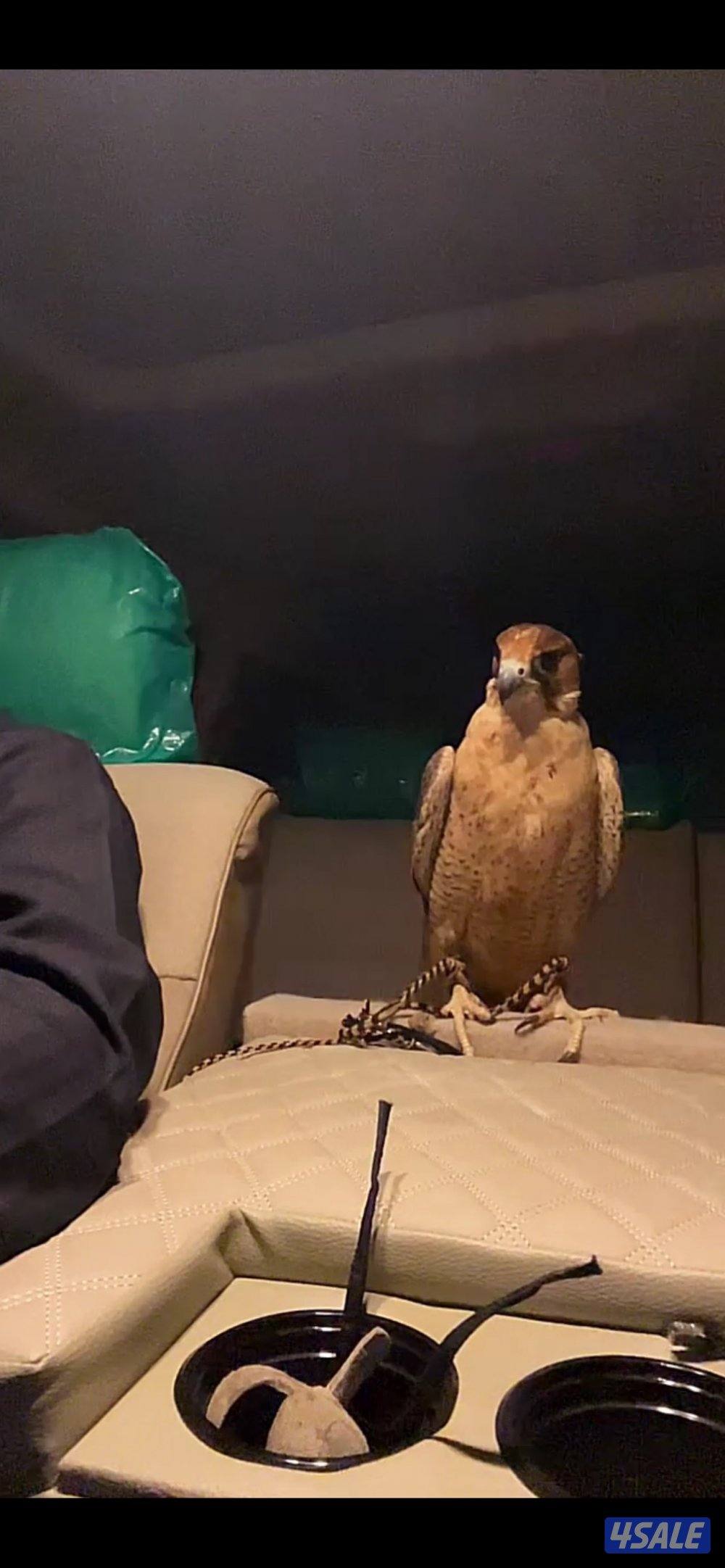 للبيع تبعه ايرانيه3