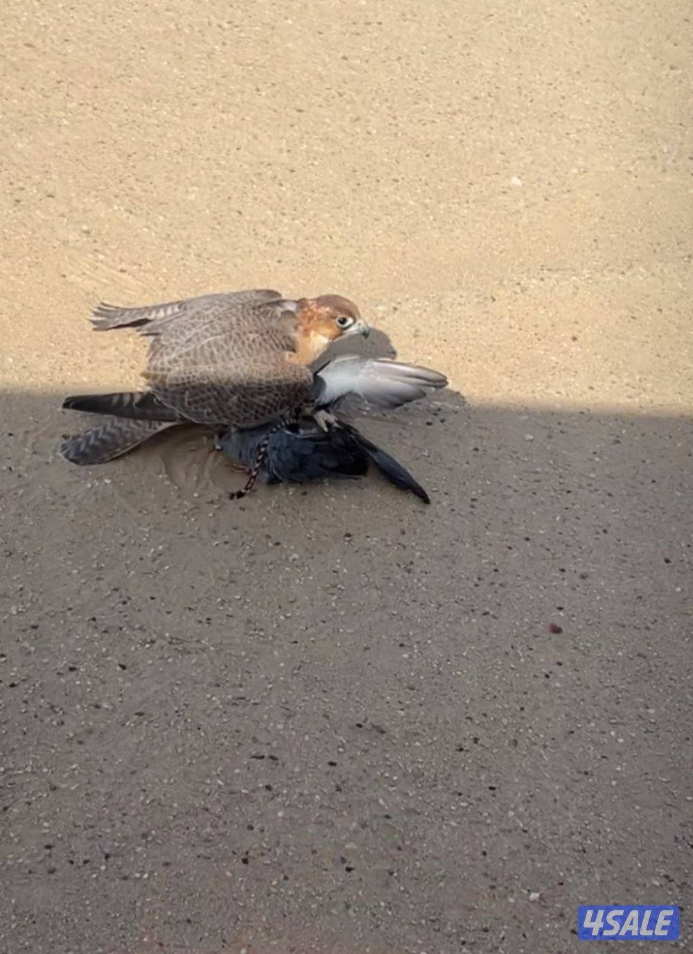 للبيع تبعه ايرانيه4