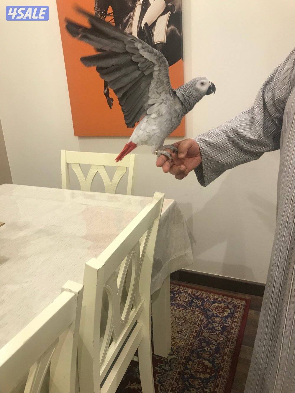 كاسكو هولندي فاتح كلام بيت العمر سنتين ونص محيل جناح كامل الصحه ممتازه0