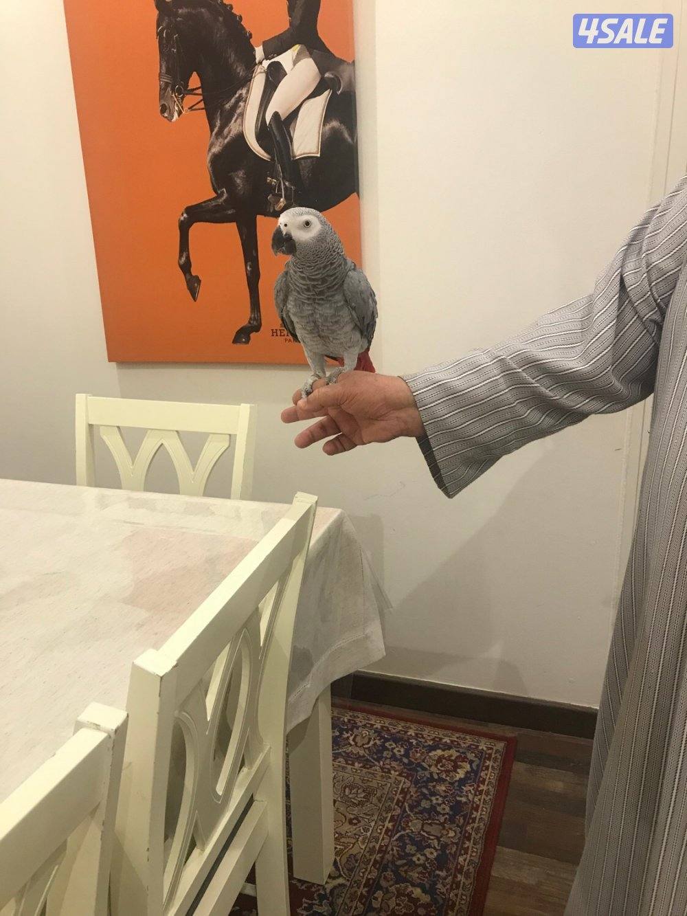 كاسكو هولندي فاتح كلام بيت العمر سنتين ونص محيل جناح كامل الصحه ممتازه1