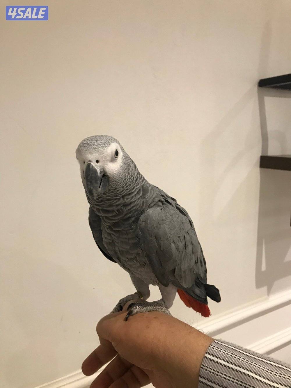 كاسكو هولندي فاتح كلام بيت العمر سنتين ونص محيل جناح كامل الصحه ممتازه2